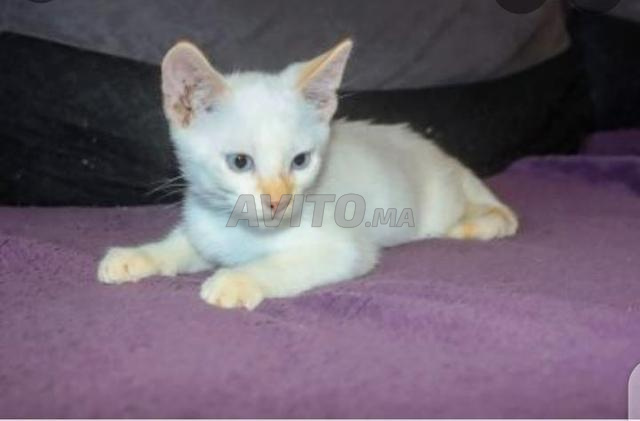 Siamois Albinos Animaux A Kenitra Avito Ma