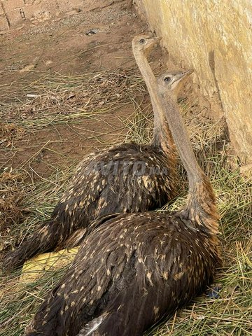 Autriche Animaux A Berrechid Avito Ma Autriche Animaux A Berrechid Avito Ma