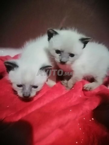 Chat Bebes Snowshoe Animaux A Casablanca Avito Ma