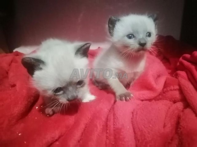 Chat Bebes Snowshoe Animaux A Casablanca Avito Ma