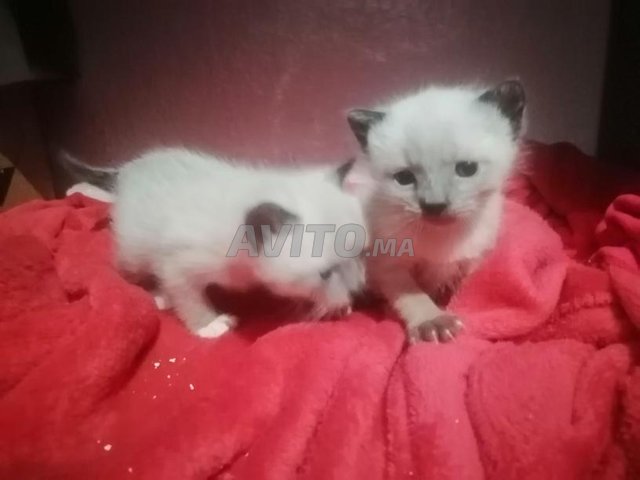 Chat Bebes Snowshoe Animaux A Casablanca Avito Ma