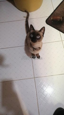 Chat Siamois Femmel Animaux A Marrakech Avito Ma