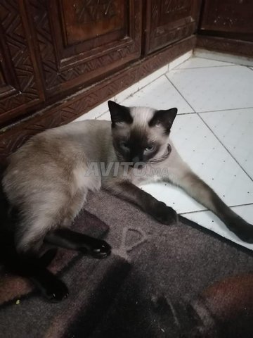 Chat Siamois Femmel Animaux A Marrakech Avito Ma