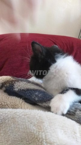 Chat Europeen Animaux A Casablanca Avito Ma