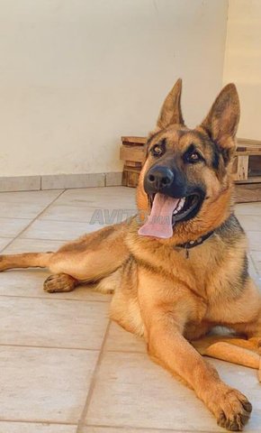 Chien Berger Allemand Animaux A Ain Attig Avito Ma 43712623
