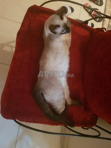 Vente De Chats Siamois Animaux A Casablanca Avito Ma