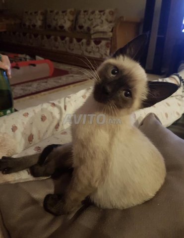 Chat Siamois 2 Mois Animaux A Casablanca Avito Ma