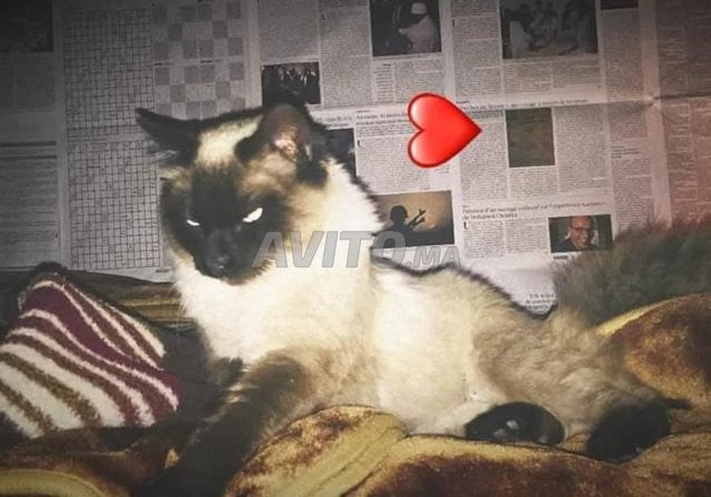 Chat Siamois Royal Himalaya Race Original Animaux A Nador Avito Ma