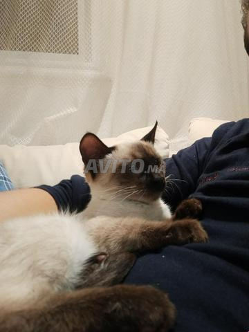 Chat Siamois A Vendre Animaux A Agadir Avito Ma
