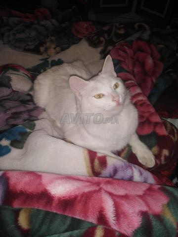 Chat Angora Turc Yeux Verts Animaux A Fes Avito Ma
