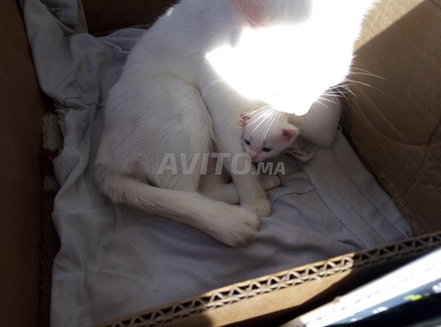 Bebe Chats Angora Animaux A Casablanca Avito Ma