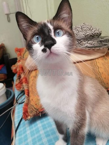 Chat Femelle Snowshoe En Chaleur Animaux A Casablanca Avito Ma