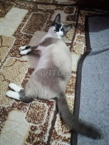 Chat Femelle Snowshoe En Chaleur Animaux A Casablanca Avito Ma