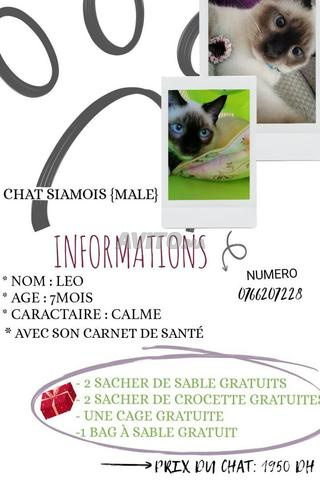 Chat Siamois Animaux A Sala Al Jadida Avito Ma