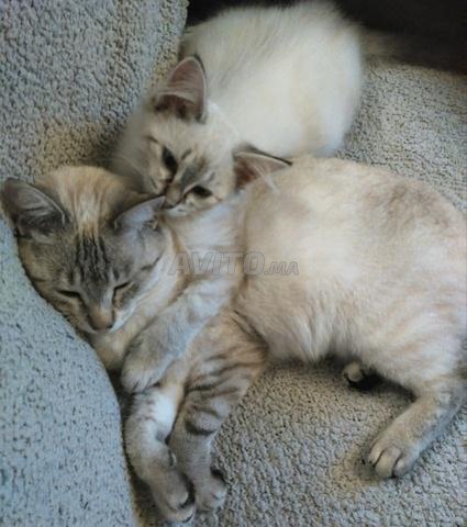 Chat Ciamoi Tirgee 5 Mois Bien Bien Dresse Animaux A Safi Avito Ma