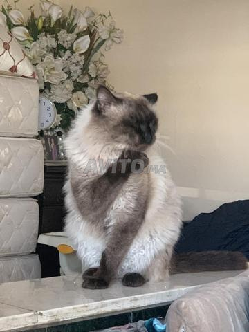 Chat Siamois A Vendre Animaux A Fes Avito Ma
