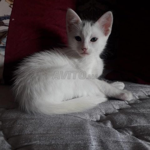 Chat Angura Age De 2 Mois Animaux A Casablanca Avito Ma