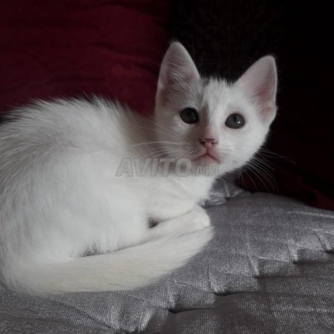 Chat Angura Age De 2 Mois Animaux A Casablanca Avito Ma