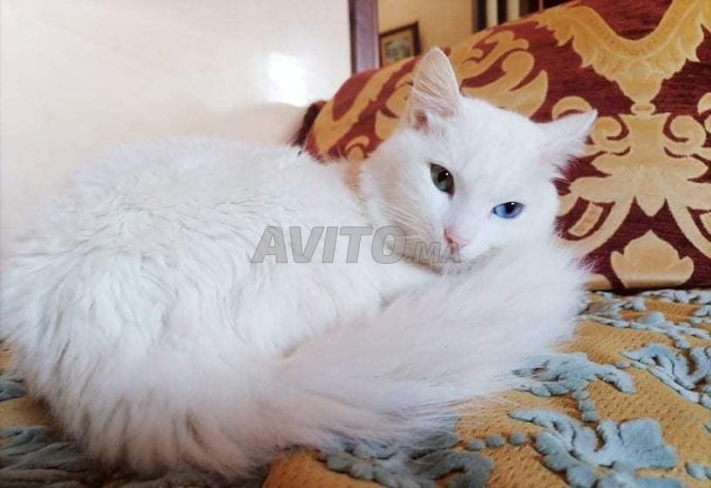 Chat Angora Robuste Animaux A Rabat Avito Ma