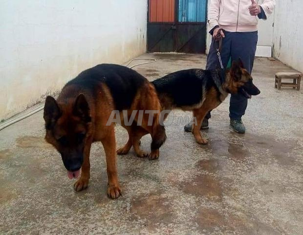 Chiots Berger Allemand Animaux A Rabat Avito Ma 44354845