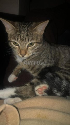 Beau Chat 7 Mois A Adopter Vaccine Carnet De Sante Animaux A Casablanca Avito Ma