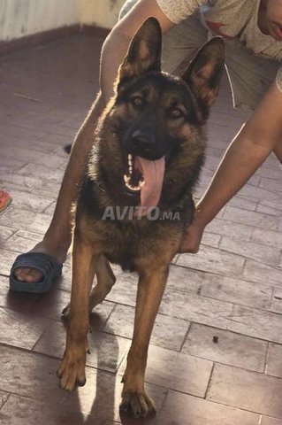 Femelle Berger Allemand Animaux A Sale Avito Ma 44368534