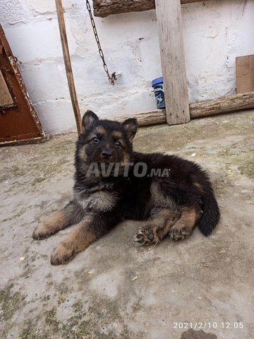 Berger Allemand Animaux A Al Hoceima Avito Ma 44395822