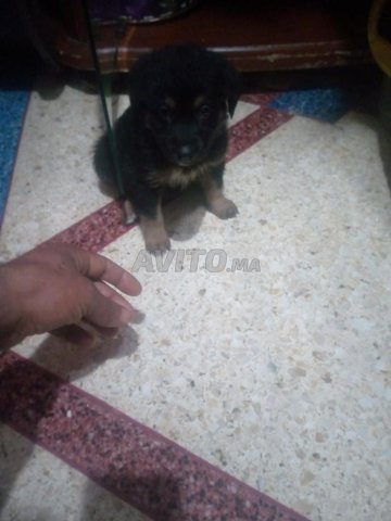 Bebe Chien Berger Almond Pur Ras Animaux A Rabat Avito Ma