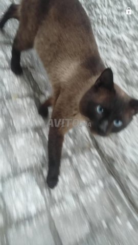 Chat 7 Mois Animaux A Rabat Avito Ma