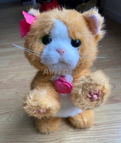 Daisy Mon Chat Joueur Autres A Casablanca Avito Ma