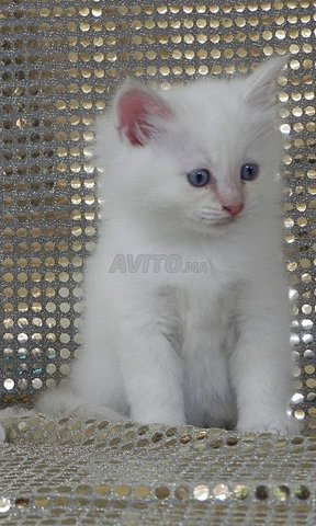 Top Chaton Angora Americain Race Pure Animaux A Casablanca Avito Ma