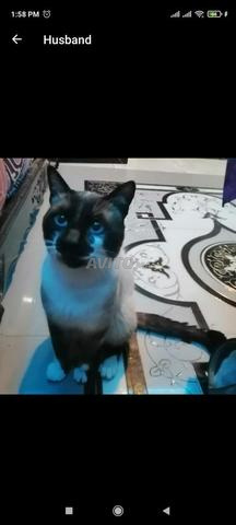 Chat Male A Vendre Animaux A Casablanca Avito Ma