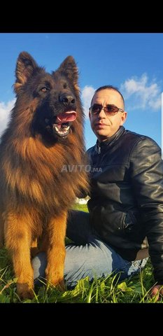 Chiots Berger Allemand Royale Animaux A Rabat Avito Ma