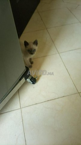 Vente De Chat Siamois Animaux A Mohammedia Avito Ma