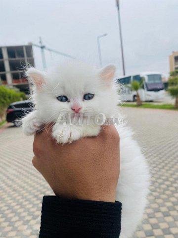 Persan Chinchilla Animaux A Marrakech Avito Ma