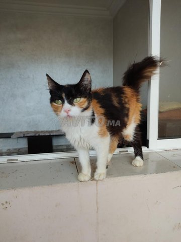 Chat Castre A Adopter Animaux A Casablanca Avito Ma