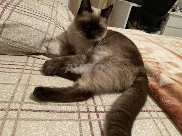 Chat Siamois A Vendre Animaux A Casablanca Avito Ma