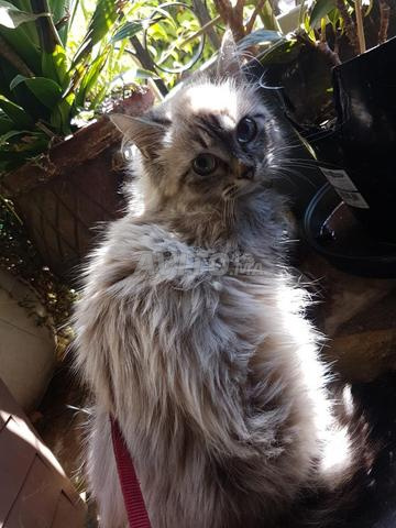 Femelle Persan Croise Animaux A Rabat Avito Ma