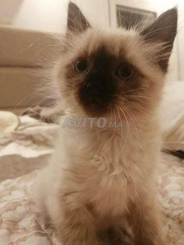 Chaton Sacre De Birmanie Et Siamois Poils Long Animaux A Casablanca Avito Ma