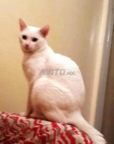 Chat Angora Turc Male 1 An للتزاوج مجانا Animaux A Casablanca Avito Ma