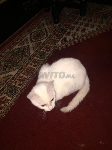 Chat Bien Dresse Animaux A Marrakech Avito Ma