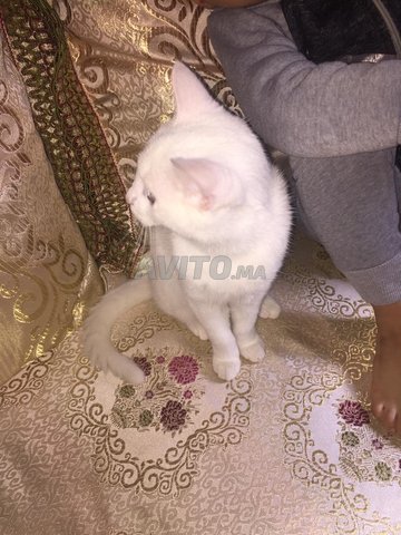 Chat Bien Dresse Animaux A Marrakech Avito Ma
