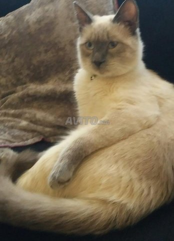 Chat Siamois A Vendre Animaux A Agadir Avito Ma