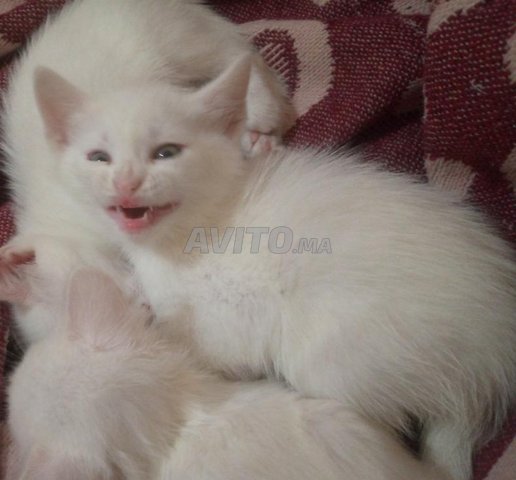 Bebe Chaton Ongora Tork Age 45jour Animaux A Sale Avito Ma