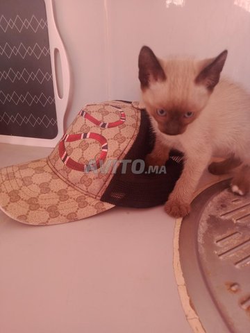 Bebe Chat Siamois 50 Jour Animaux A Oujda Avito Ma