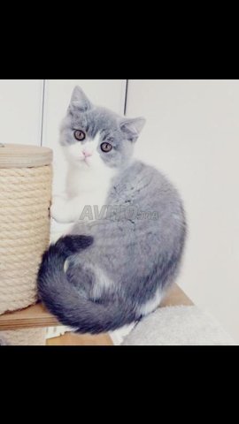 Chat Angora Gris Mal Animaux A Marrakech Avito Ma