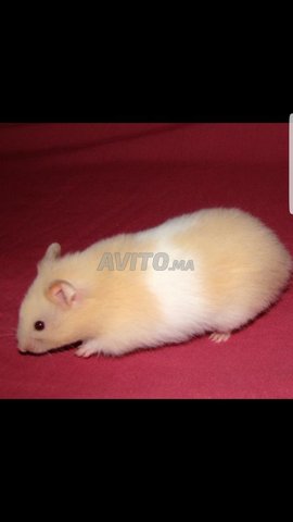 Bebe Hamster Animaux A Meknes Avito Ma