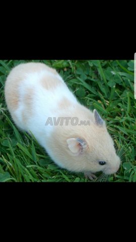 Bebe Hamster Animaux A Meknes Avito Ma