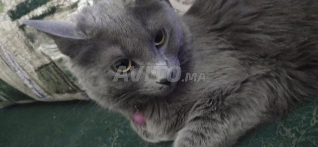 Chat Bleue Russe Animaux A Fquih Ben Saleh Avito Ma