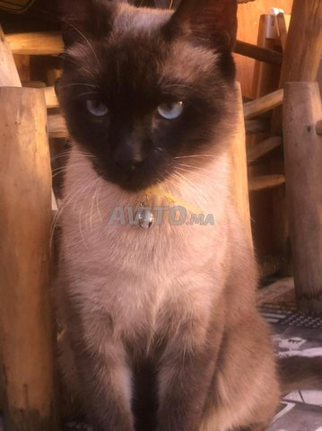 Vente Chat Male Siamois Animaux A Casablanca Avito Ma